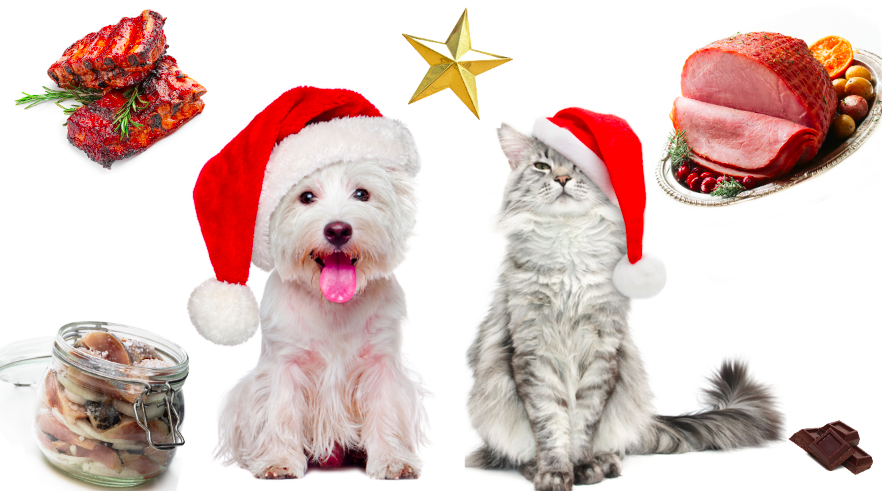 Husdjur, Katt, Jul, Julmat, Hund
